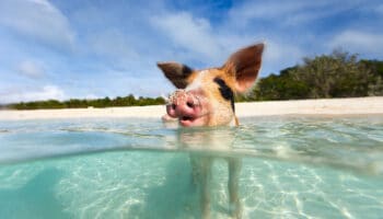 Little piglet in a water at beach on Exuma Bahamas