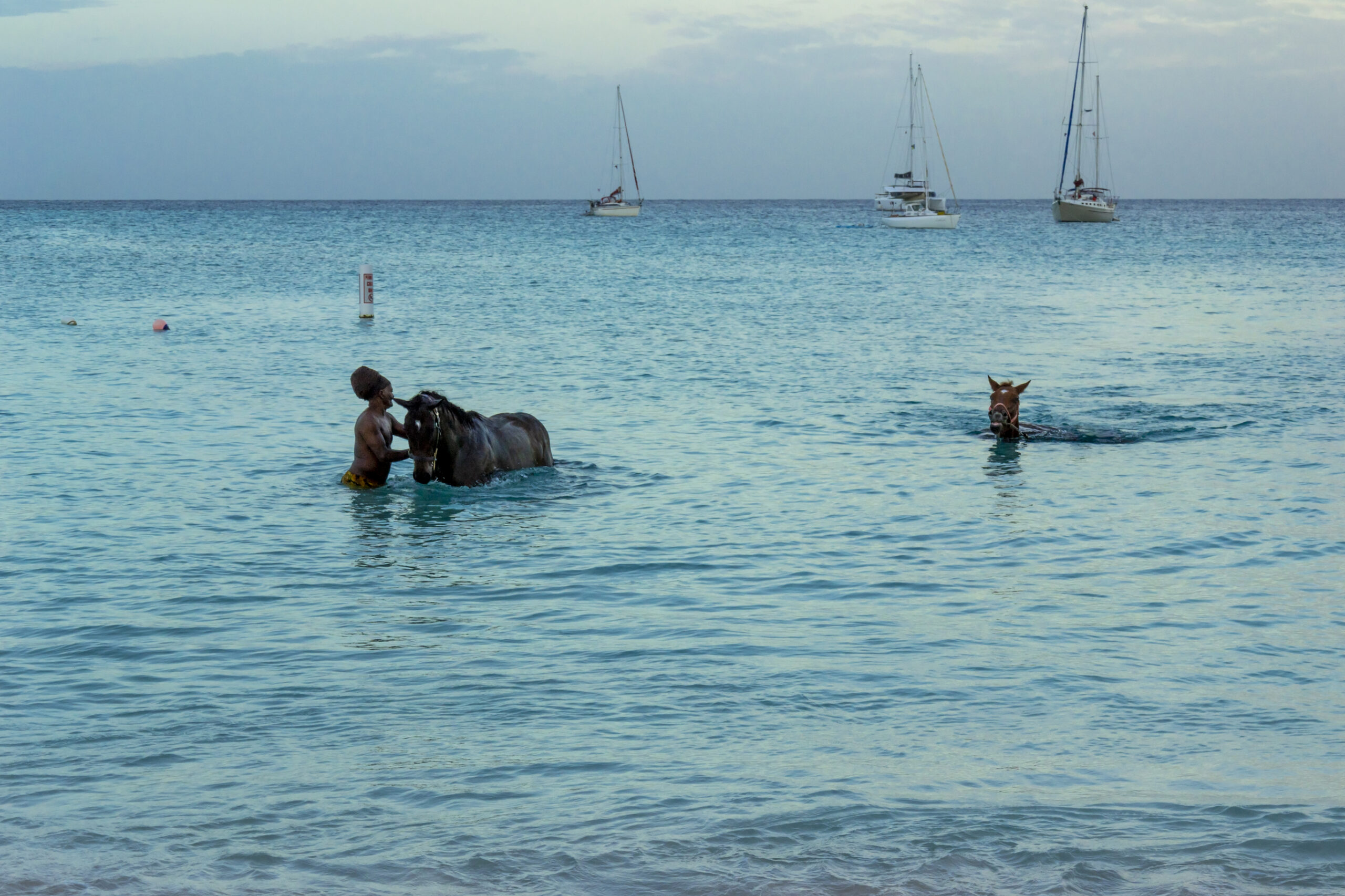 Race horses swimming in the sea on Carlisle bay, Pebbles beach Barbados with their jockey.