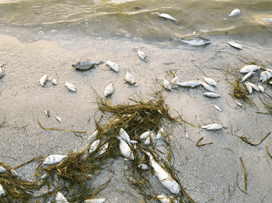 What Is Causing Red Tide in Florida & What Can You Do To Stop It?