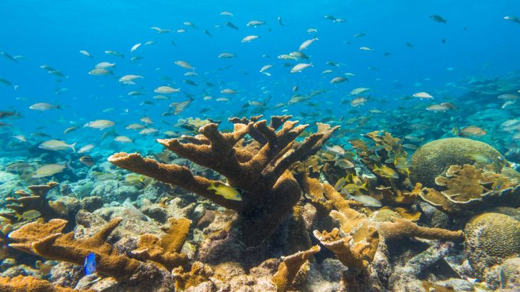 snorkeling-underwater-aruba-caribbean-beach-vacation