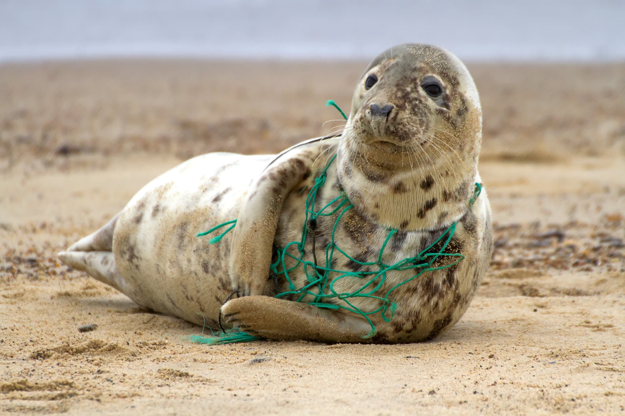 8 Infographics on Plastic Pollution You Need to See