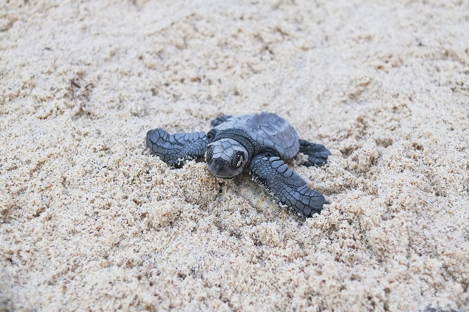 Turtles Return to the Filthiest Beach in India After Two Year Beach Cleanup