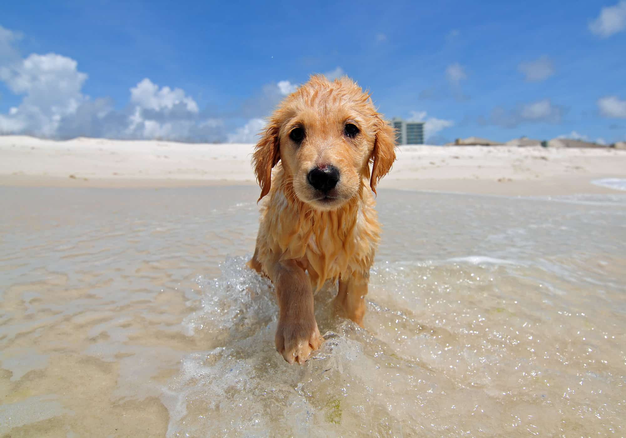 dog beach in florida        <h3 class=