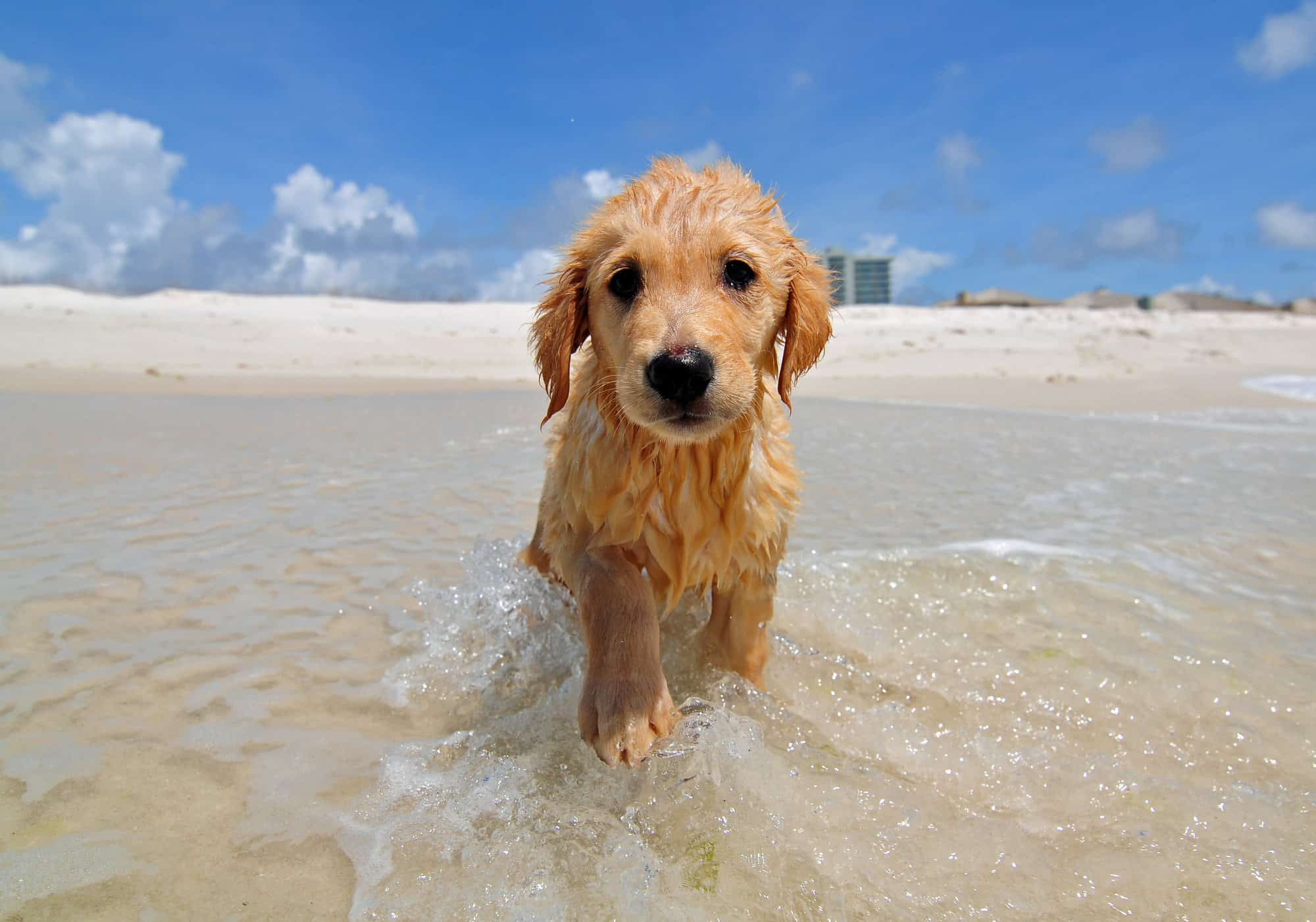 5 Dog Friendly Beaches On Florida s Gulf Coast