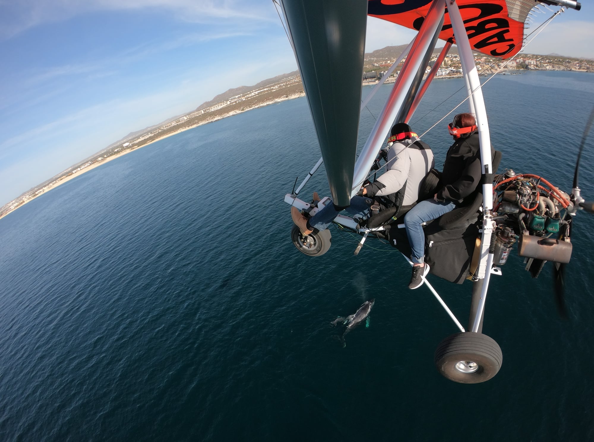 Cabo Sky Tours with mom baby whale below