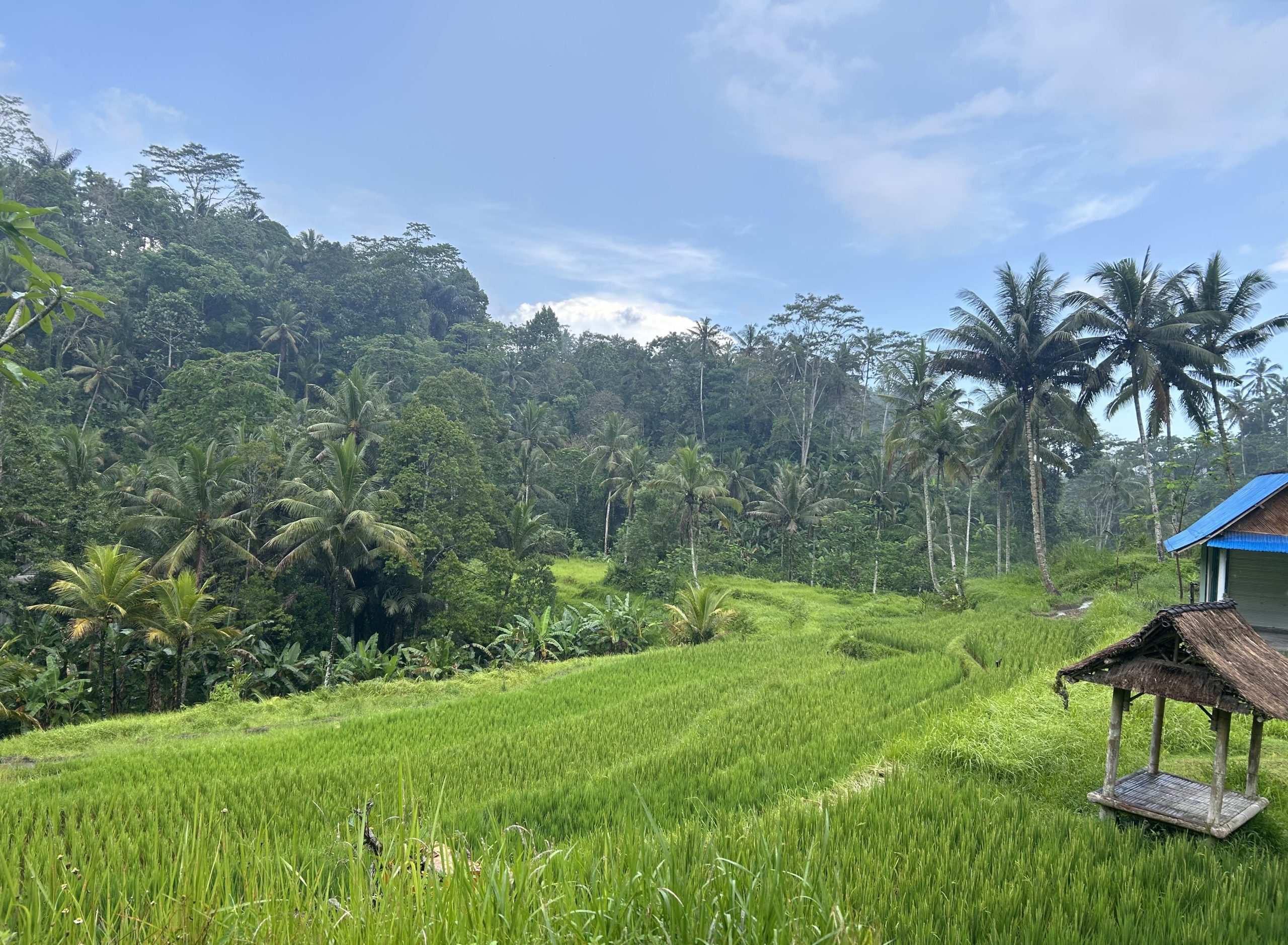 Rice fields in Bali