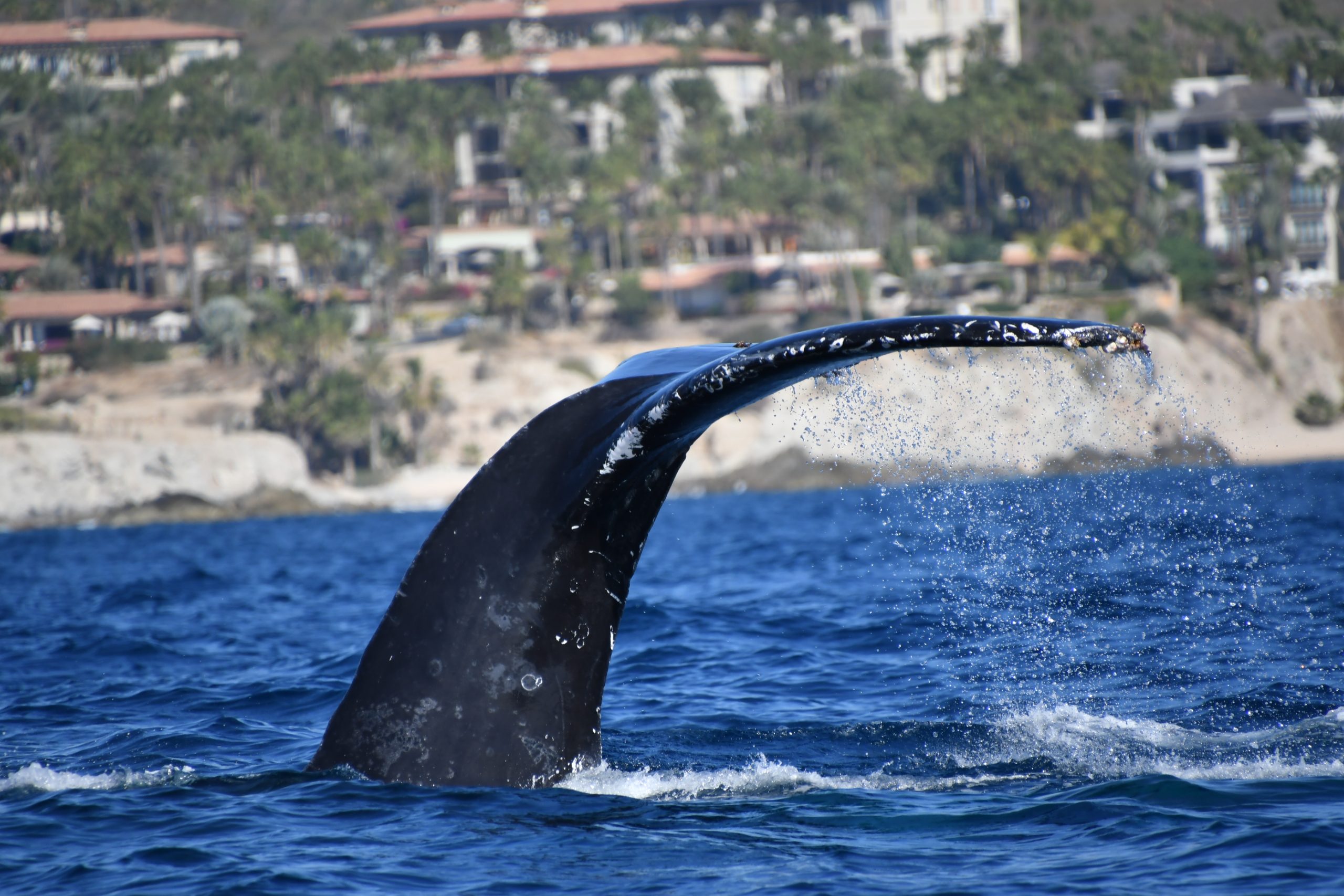 Whale Watch Cabo whale tail