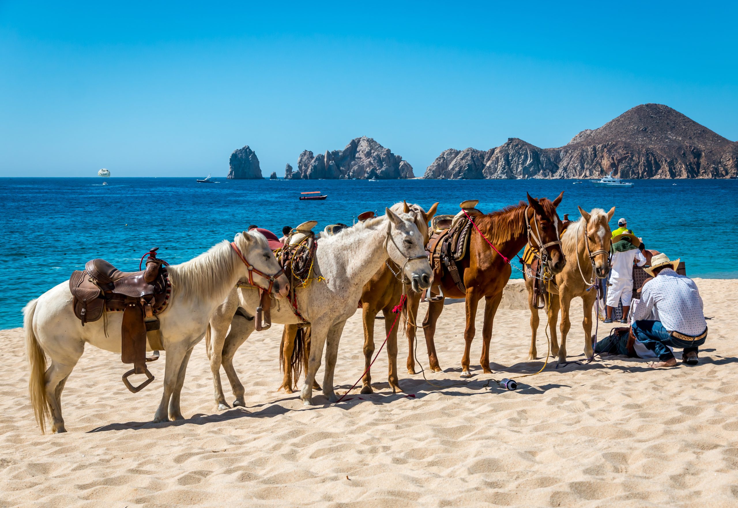 A Mexican vaquero tends to his horses on a resort beach in Cabo San Lucas as he whats for tourist customers